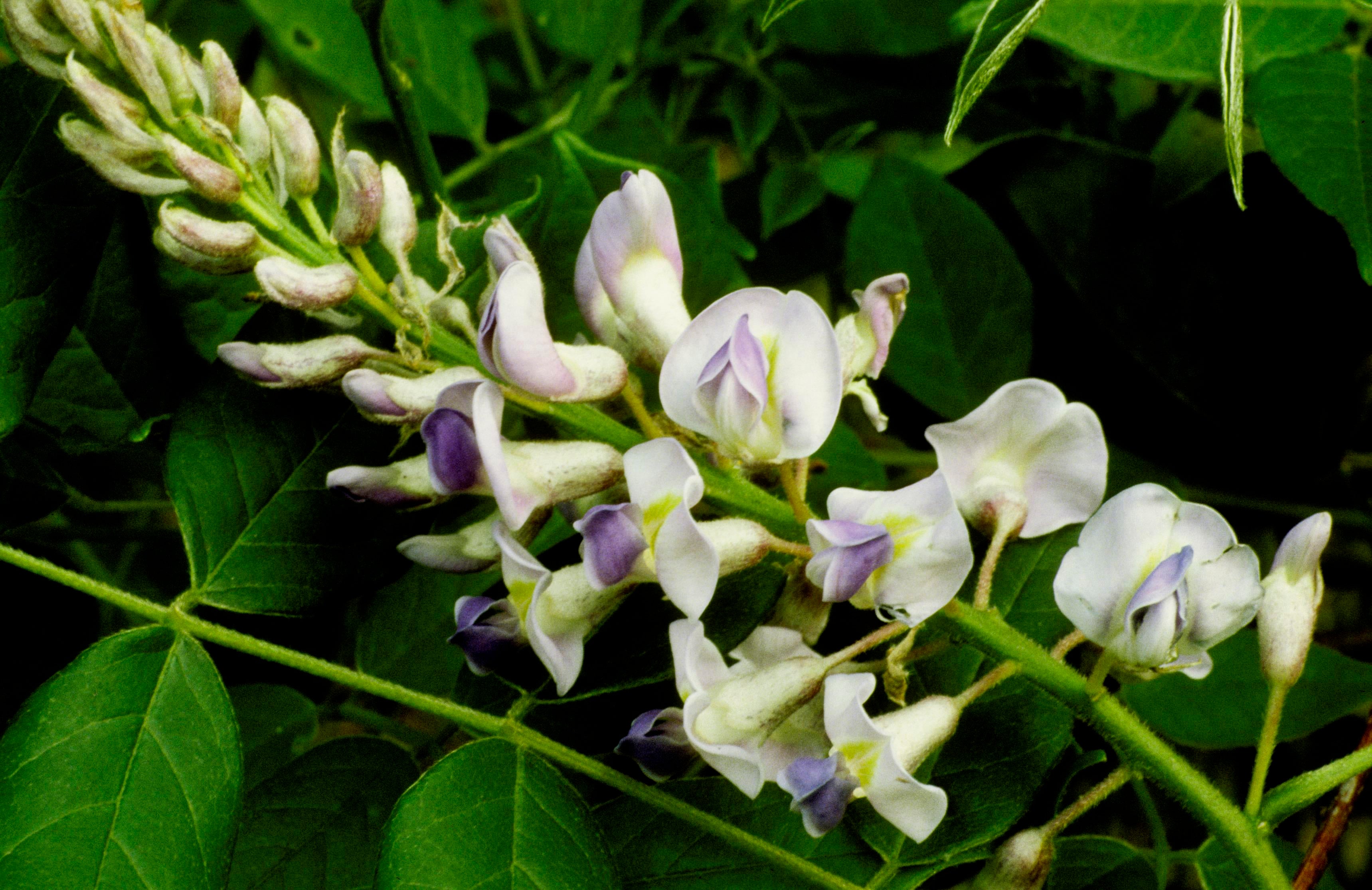 American Wisteria