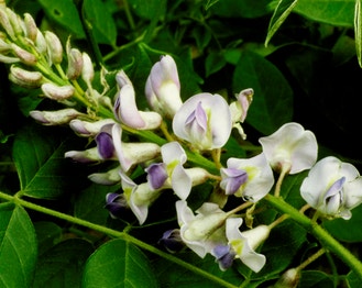American Wisteria