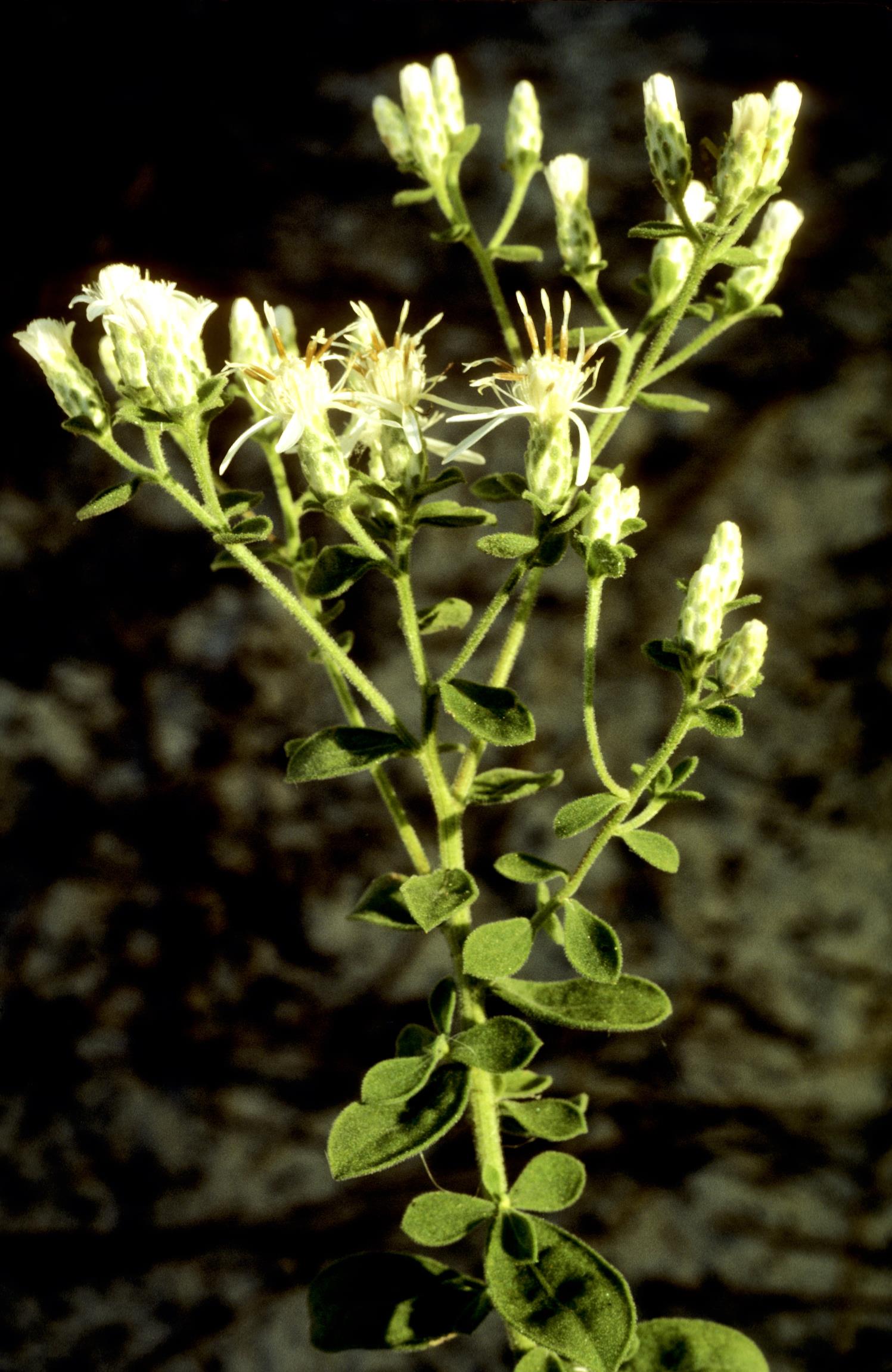 Mojave Woody-Aster