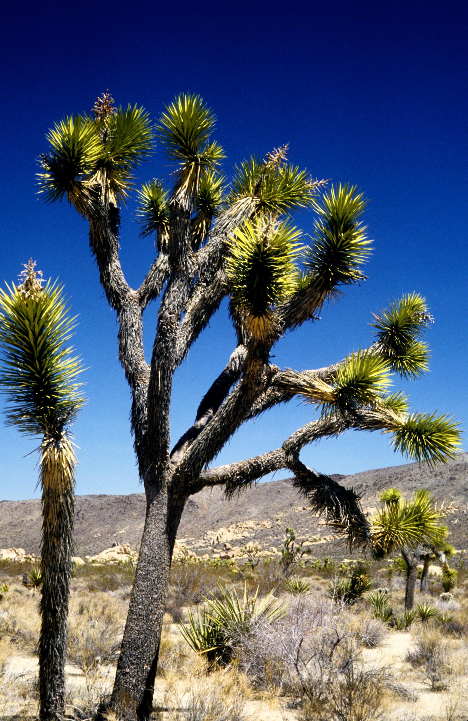 Joshua-Tree