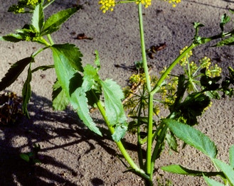 Golden Alexanders