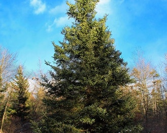 Balsam Fir