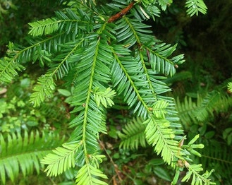 Grand Fir