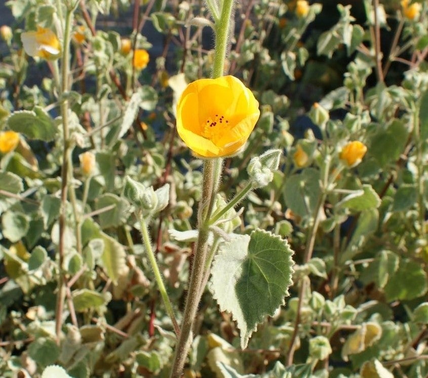 Palmer's Indian Mallow