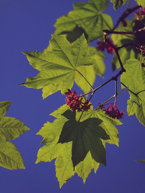 Vine Maple