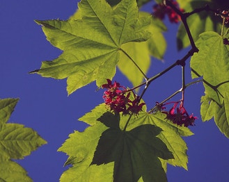 Vine Maple