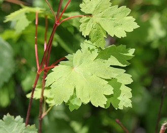 Rocky Mountain Maple