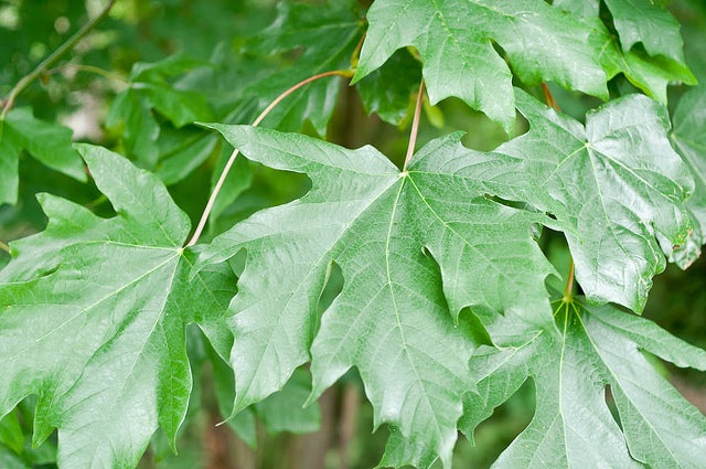 Big-Leaf Maple