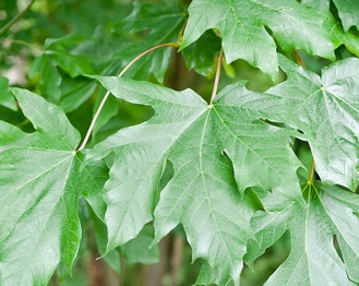 Big-Leaf Maple