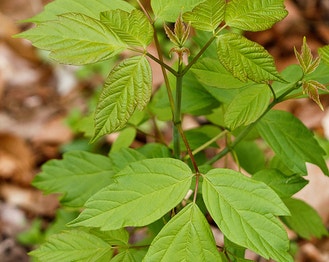 Ash-Leaf Maple