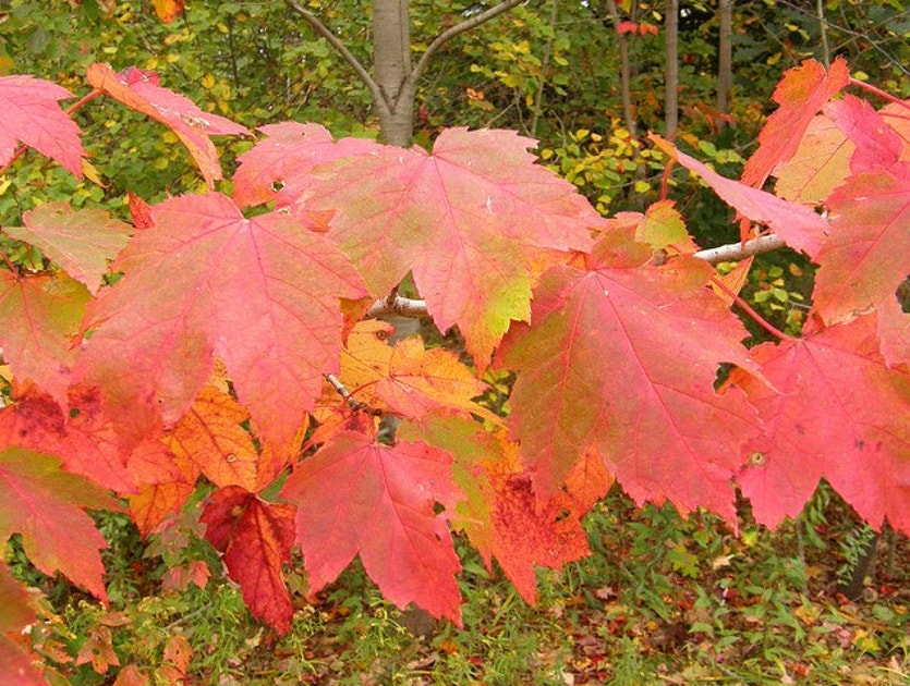 Red Ribbon Maple Red Maple | Audubon