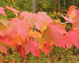 Red Maple