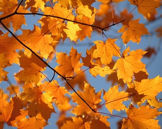 Sugar Maple
