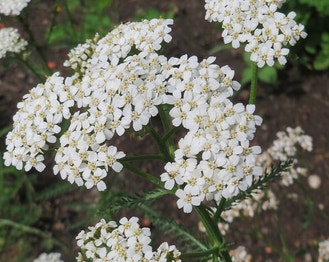 Common Yarrow