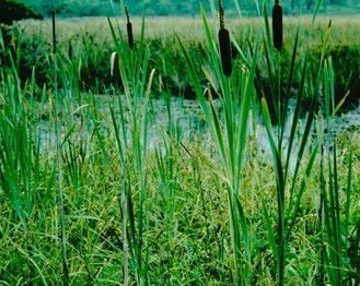 Broad-Leaf Cat-Tail