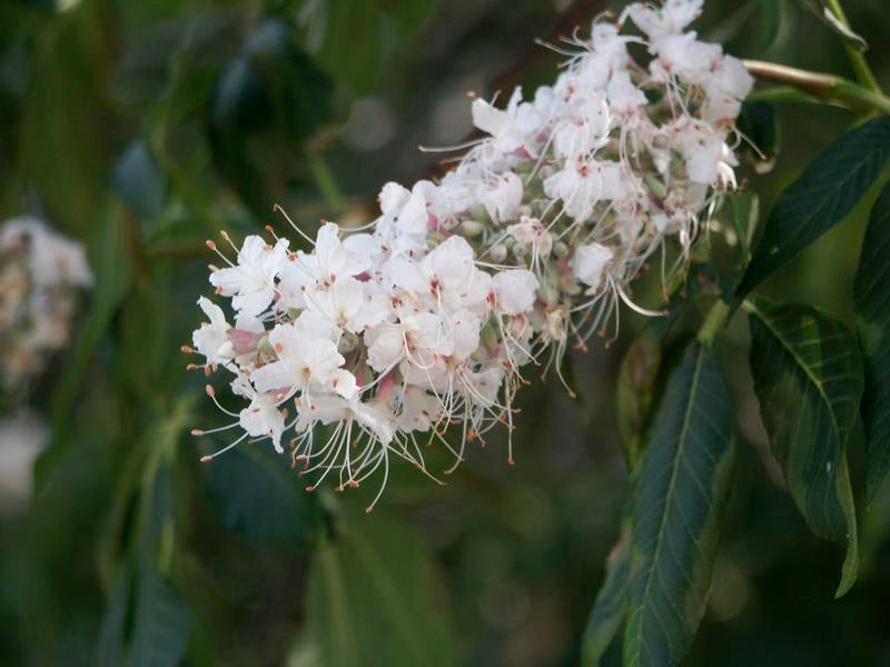 California Buckeye