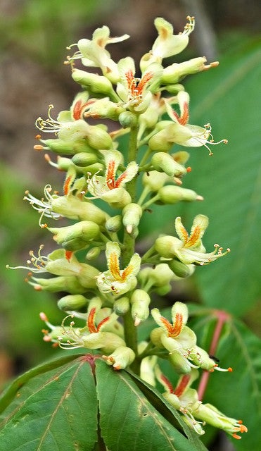 Ohio Buckeye