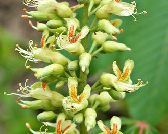 Ohio Buckeye