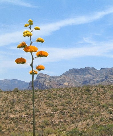 Parry's Century-Plant