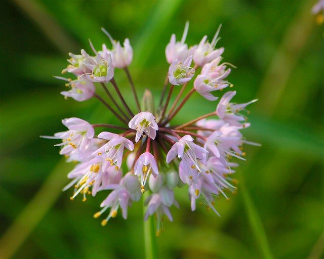 Nodding Onion