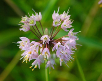 Nodding Onion