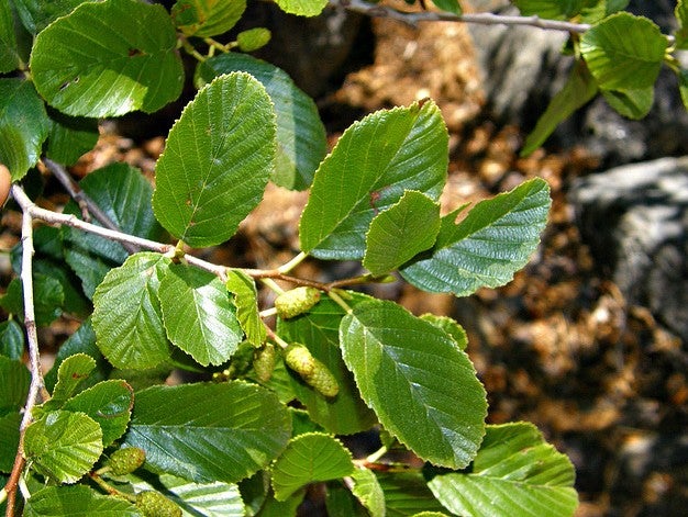 White Alder