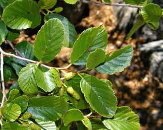 White Alder
