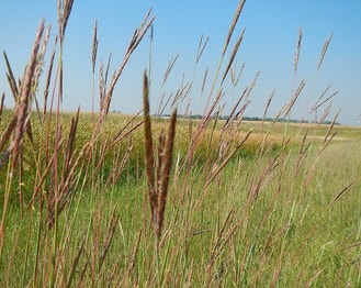 Big Bluestem
