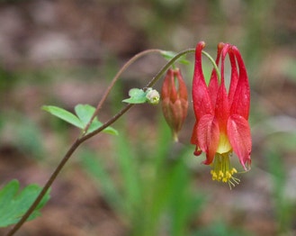 Red Columbine