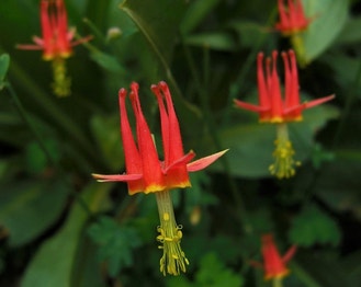 Crimson Columbine