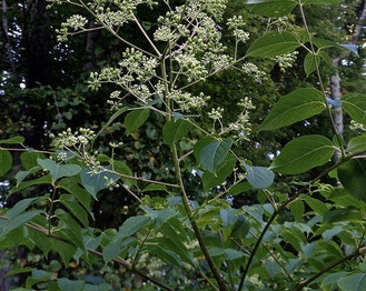 Devil's-Walkingstick