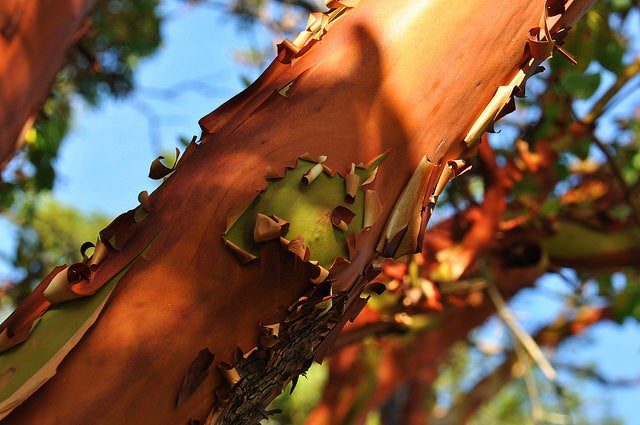 Pacific Madrone