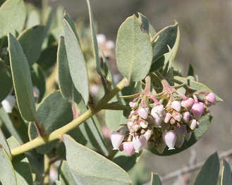 Eastwood's Manzanita