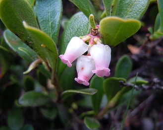 Red Bearberry