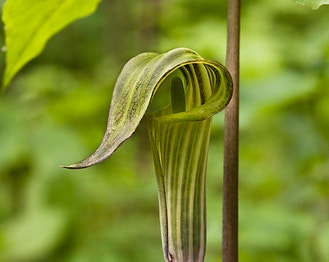 Jack-in-the-Pulpit