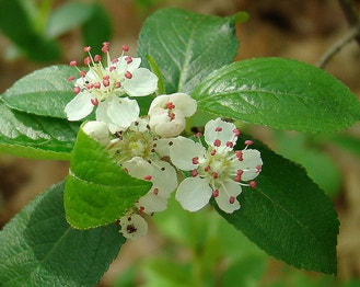 Red Chokeberry