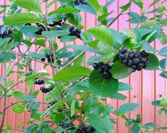 Black Chokeberry