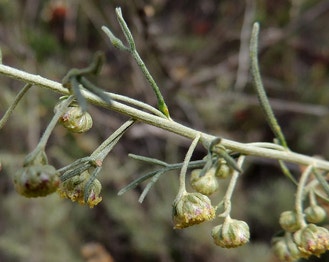 California Sagebrush
