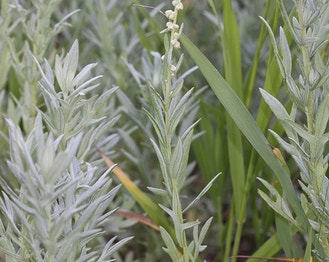 White Sagebrush