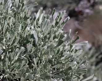 Big Sagebrush