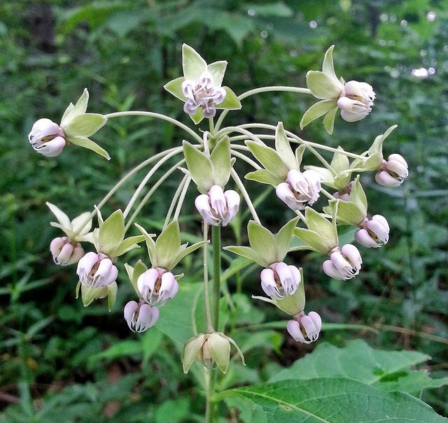 Poke Milkweed