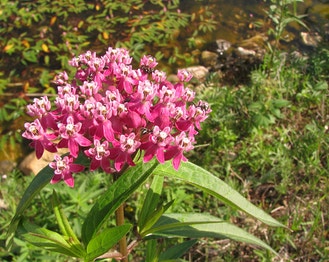 Swamp Milkweed