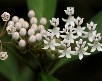 Aquatic Milkweed