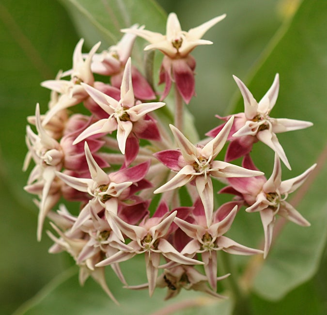Showy Milkweed