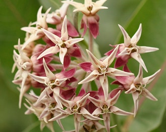Showy Milkweed