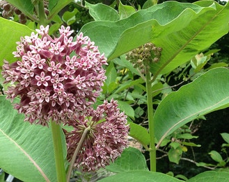 Common Milkweed