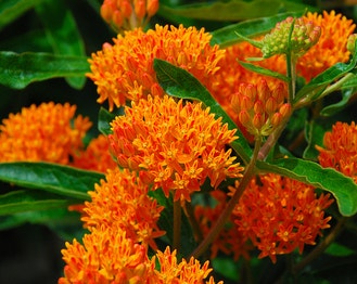 Butterfly Milkweed