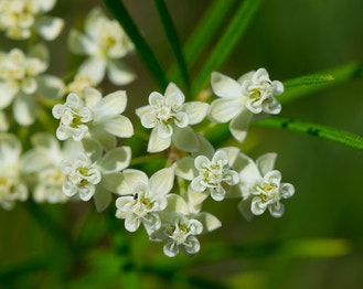 Whorled Milkweed