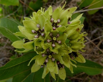 Green Antelope-Horn