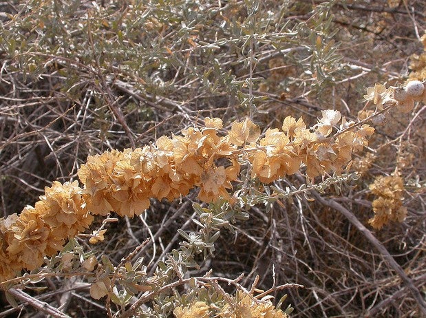 Four-Wing Saltbush